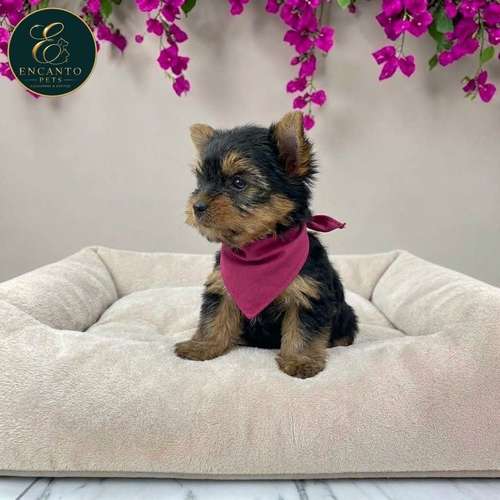 Cachorro Yorkie Miniatura / Yorkshire Terrier Miniature disponible - Imagen 10