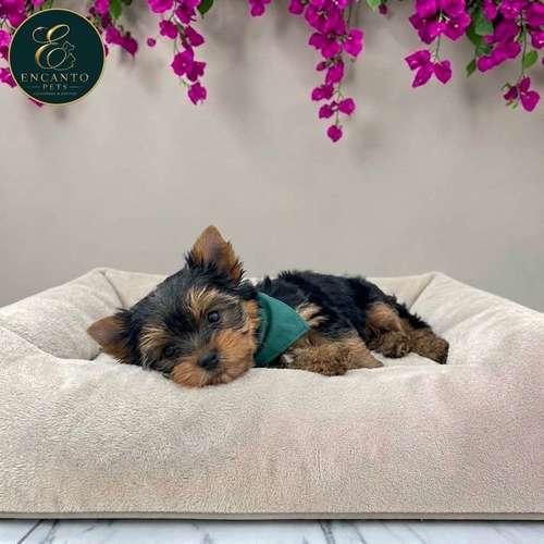 Cachorro Yorkie Miniatura / Yorkshire Terrier Miniature disponible - Imagen 9
