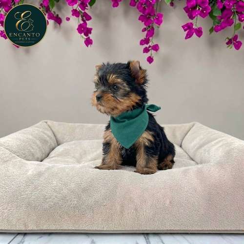 Cachorro Yorkie Miniatura / Yorkshire Terrier Miniature disponible - Imagen 5