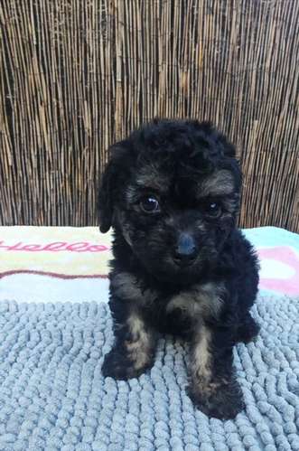 French poodle tacitas hembras 