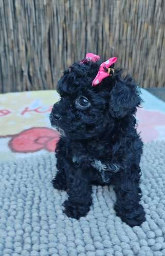 French poodle tacitas hembras 