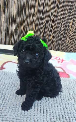 French poodle tacitas hembras 