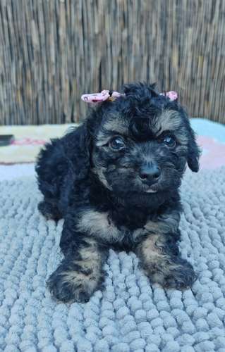 French poodle tacitas hembras 