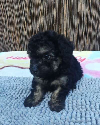 French poodle tacitas hembras 