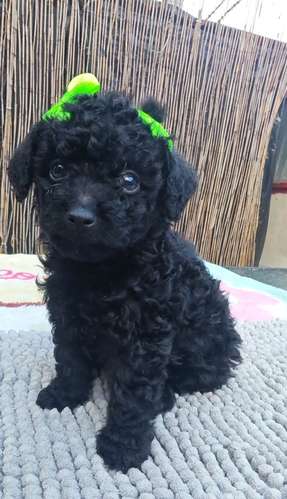 French poodle tacitas hembras 