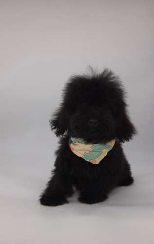 French poodle tacita macho - Imagen 3