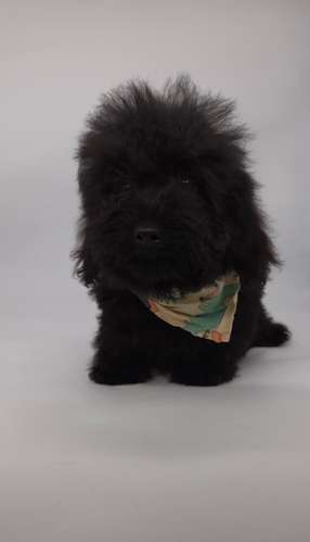 French poodle tacita macho - Imagen 2