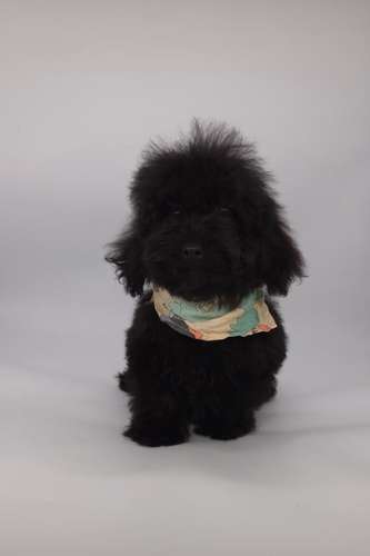 French poodle tacita macho