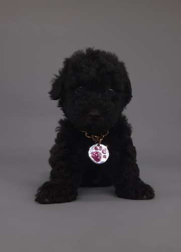 Hembras french poodle tacita