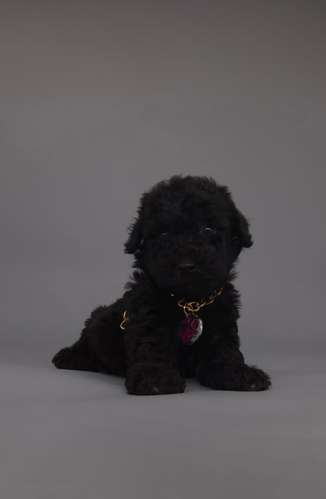 Hembras french poodle tacita - Imagen 2