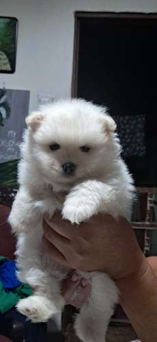 Cachorros Pomeranio  - Imagen 1