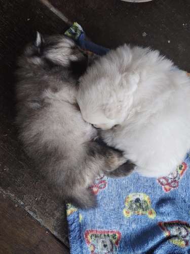Cachorros Pomeranio  - Imagen 2