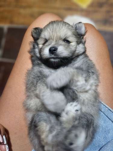 Cachorros Pomeranio  - Imagen 6
