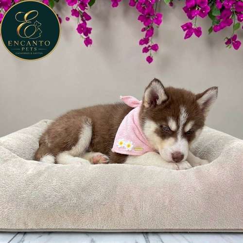 Cachorro HUSKY SIBERIANO disponible - Imagen 2
