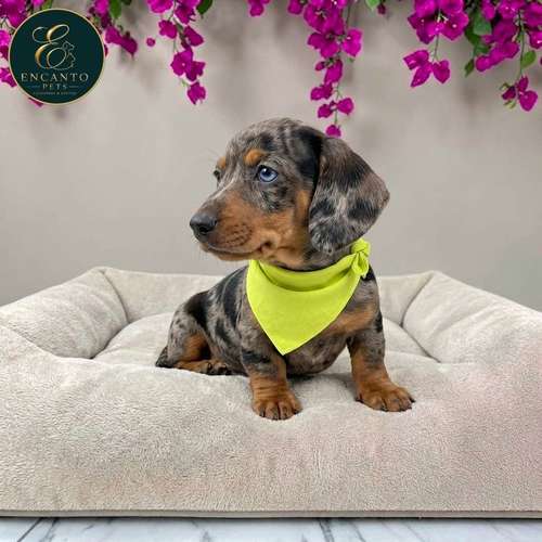Cachorro Salchicha Miniatura Arlequín Plata / Miniature Dachshund Dapple Silver disponible - Imagen 4
