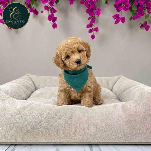Cachorro FRENCH POODLE APRICOT MINIATURA disponible - Imagen 10