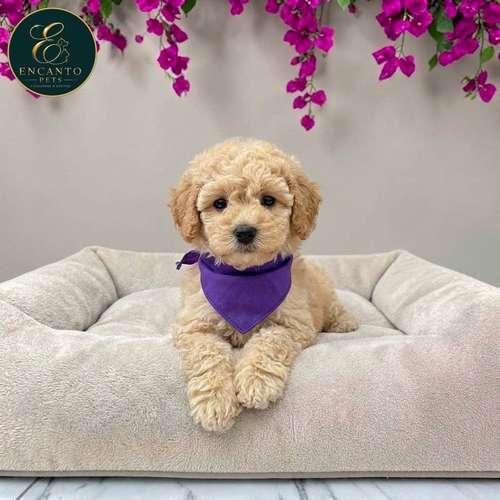 Cachorro FRENCH POODLE APRICOT MINIATURA disponible - Imagen 6