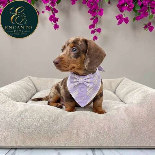 Cachorro Salchicha Miniatura Arlequín Chocolate / Miniature Dachshund Dapple Chocolate disponible