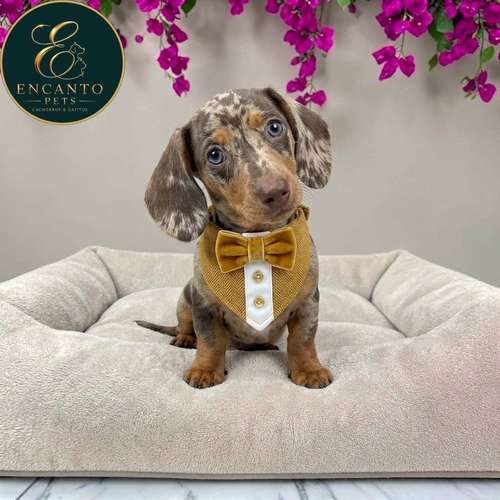 Cachorro Salchicha Miniatura Arlequín Chocolate / Miniature Dachshund Dapple Chocolate disponible - Imagen 2