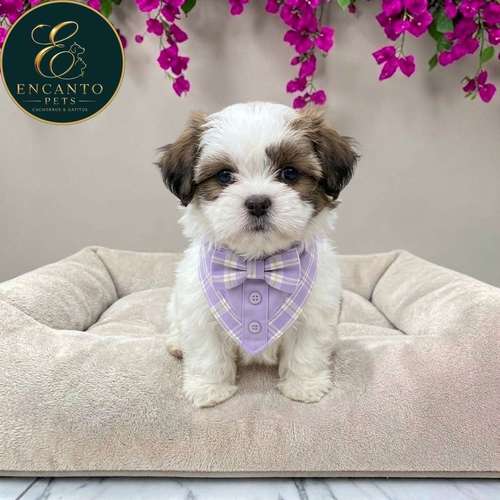 Cachorro Pequinés Maltés / Pekingese Maltese Mix disponible - Imagen 5