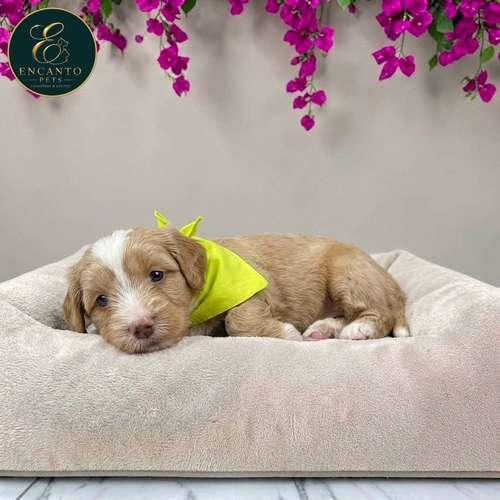 Cachorro Pequinés Maltés / Pekingese Maltese Mix disponible