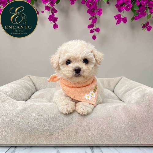 Cachorro French Poodle Mini Tradicional / Miniature Poodle disponible - Imagen 9