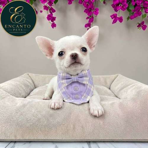 Cachorro CHIHUAHUA CABEZA DE MANZANA TRADICIONAL disponible - Imagen 5