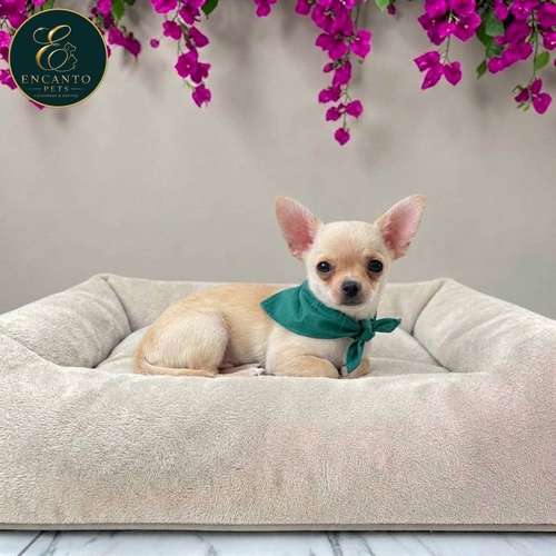 Cachorro CHIHUAHUA CABEZA DE MANZANA TRADICIONAL disponible - Imagen 8