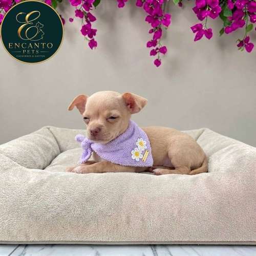 Cachorro CHIHUAHUA CABEZA DE MANZANA TRADICIONAL disponible - Imagen 2