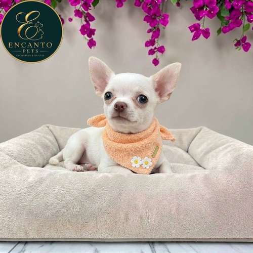 Cachorro CHIHUAHUA CABEZA DE MANZANA TRADICIONAL disponible