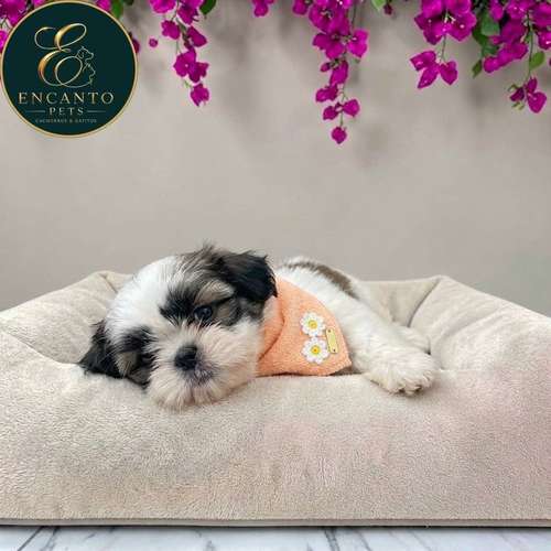 Cachorro SHIH TZU disponible - Imagen 10