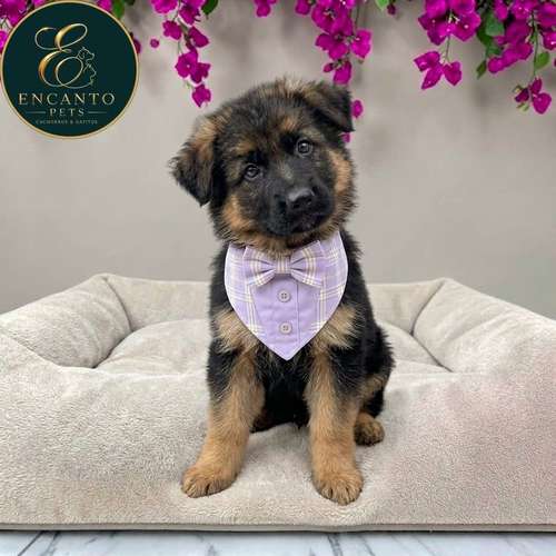 Cachorro PASTOR ALEMAN PELO CORTO disponible - Imagen 4