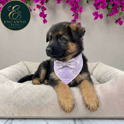 Cachorro PASTOR ALEMAN PELO CORTO disponible - Imagen 9