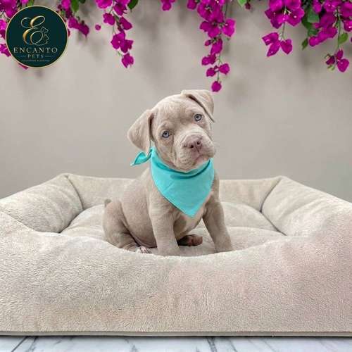 Cachorro AMERICAN STAFFORD disponible - Imagen 8