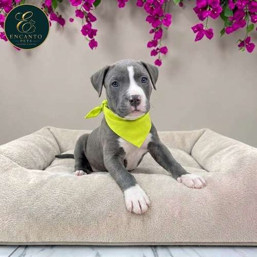 Cachorro AMERICAN STAFFORD disponible - Imagen 9