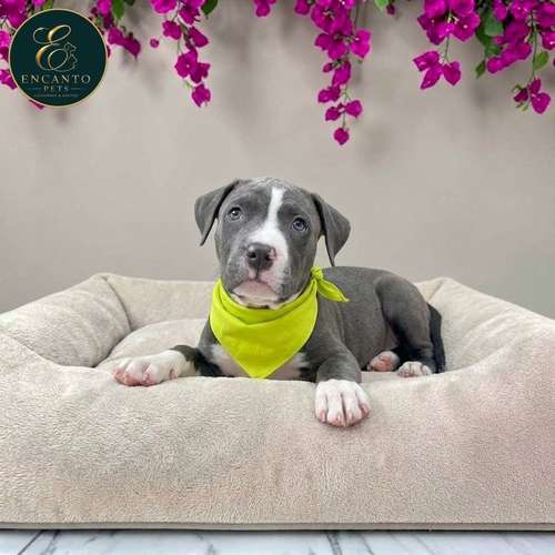 Cachorro AMERICAN STAFFORD disponible - Imagen 2