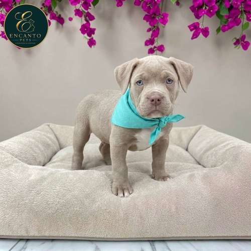 Cachorro AMERICAN STAFFORD disponible - Imagen 5