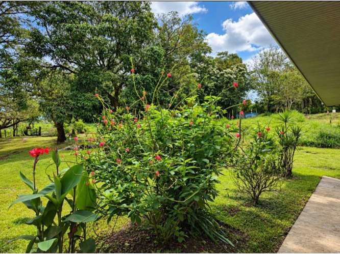  FINCA DE 10,3 HAS. EN VENTA EN PIEDADES SUR, SAN RAMÓN | 170 Mill. - Imagen 17