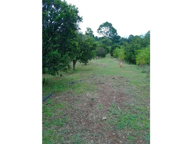 Exclusividad y Naturaleza: Terreno de 4,216 m² en Atenas - Imagen 2