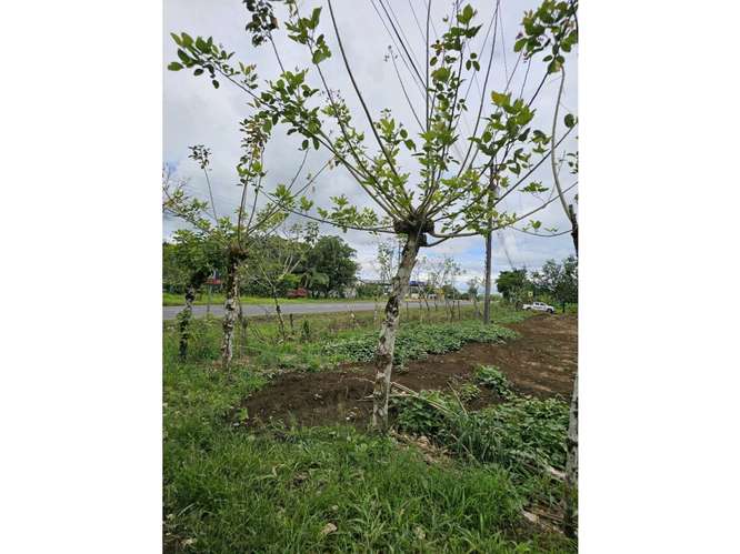 Terreno comercial en La Fortuna | 5.000 m² sobre corredor vial - Imagen 4