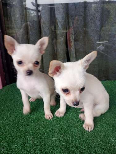 Chihuhuas  - Imagen 1