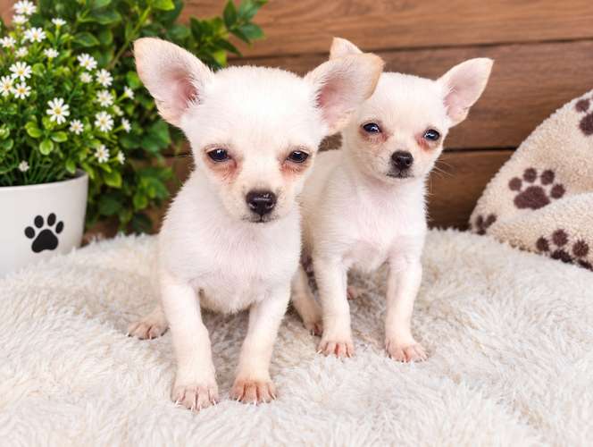 Chihuhuas  - Imagen 2