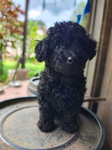 Poodle Toy - Imagen 4