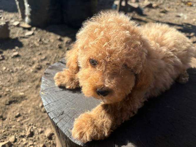 Poodle Toy
