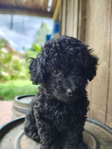 Poodle Toy - Imagen 5