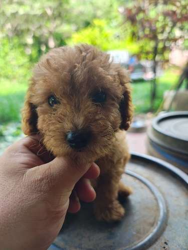 Poodle Toy - Imagen 3