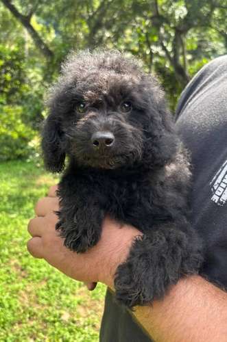 Poodle Toy - Imagen 2