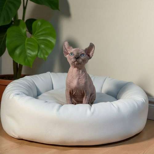 Gatito SPHYNX disponible - Imagen 5