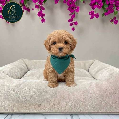 Cachorro MALTIPOO disponible