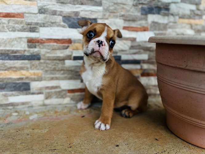 Boston Terrier Macho - Imagen 3